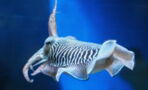Cuttlefish can exhibit human-like delayed gratification, science finds