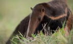 Giant anteaters are far more dangerous than you might think