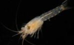 A new shrimp species has been discovered in the middle of London