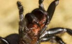 Deadly spider invasion in Australia following floods