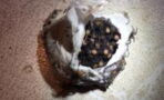 Watch as hundreds of baby spiders hatch out of an egg sack at once