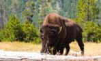 Woman narrowly avoids being attacked by a bison after playing dead