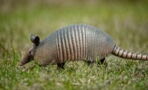 Meet the armadillo, an animal with an oversized penis