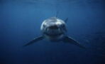 9-year-old boy was violently attacked by shark in Miami