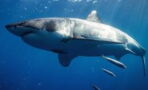The Giant 17-foot great white shark crossing the Atlantic is making its way to the UK