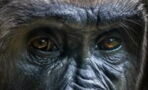 5 things you need to know about the gorilla, the largest of all primates