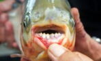 Meet the pacu fish dubbed as the 'ball-cutter' fish