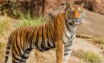 Poacher responsible for the death of 70 tigers has finally been caught by police