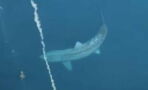 TikTok video of a gigantic shark thought to be extinct goes viral