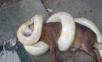 A python was about to make a meal out of this dog