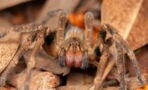 The world's most dangerous spider was hiding insider their groceries