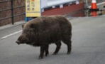 Nuclear accident has created strange hybrid pigs in Japan