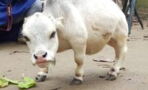 This is the world’s tiniest cow and she’s just 20 inches tall