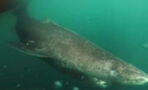This 400-year-old shark is the oldest vertebrate on Earth