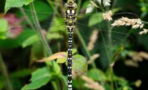 Dragonflies spread north as global temperatures rise
