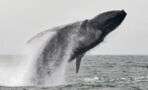 Freaky fingers discovered underneath whale’s flipper