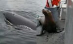 Woman surrounded by pod of hungry killer whales after sea lion seeks refuge on her boat