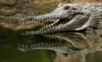 Girl, 8, killed by crocodile while swimming in a river