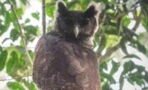 Giant owl not seen for 150 years, spotted in the wild