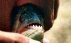 Man torn apart by piranhas after jumping in a lake