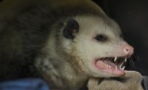 Woman held hostage by possum in her home