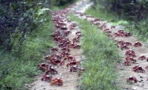 50 million crabs block roads as they migrate to the ocean to breed