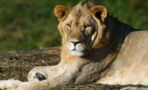The king without a kingdom: Lion population halved since release of ‘The Lion King’