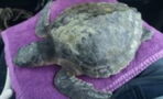 Rare, endangered sea turtle washes up on Welsh beach