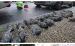 200 birds drop dead from the skies