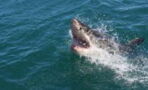 Man accidentally 'catches' 300 kg shark while fishing