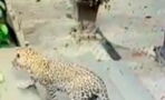 Check Out This Amazing Video Of A Dog's Miraculous Escape From A Hungry Leopard
