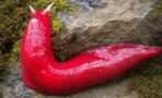 These pink slugs in Australia are the miraculous survivors of the bush fires