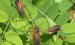 Americans are bracing for Brood X, the largest cicada invasion in 17 years