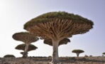The Dragon's Blood tree is one of the strangest trees in the world