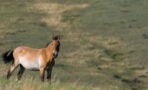 Przewalski's Horse: The endangered species thriving in the Chernobyl exclusion sone