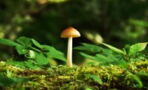 This magic mushroom compound could treat depression