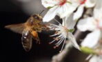 Scientists have taught bees to identify a case of COVID-19 in seconds