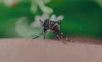 Mosquito bite: Here’s how the insects choose their prey