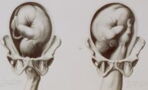 A foetus can get an erection at 16 weeks, here is why
