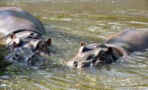 Runny-nosed hippos test positive for Covid-19