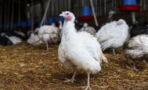 Bird flu: Should we be worried about an outbreak?