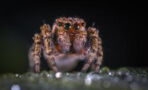The cure for erectile dysfunction could be found in this spider's venom