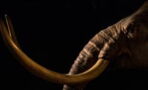 Ice Age: The remains of five mammoths have been discovered in England