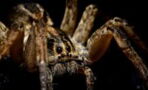 Spiders Are Becoming More Aggressive For A Very Worrisome Reason