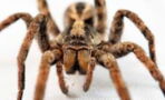Wolf Spiders Could Have An Unexpected Influence On Global Warming