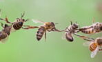 Bees show incredible teamwork in an effort to reclaim their honey