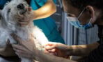 Russia begins COVID vaccine rollout for animals
