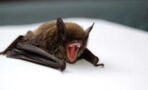 WHO investigation proves bats were being kept for research at Wuhan lab