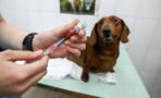 UK pets could be next in line for COVID jabs