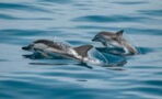 Morbillivirus: A new virus detected in a dolphin could start a global epidemic